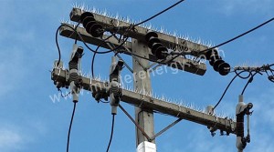 หนามป้องสัตว์